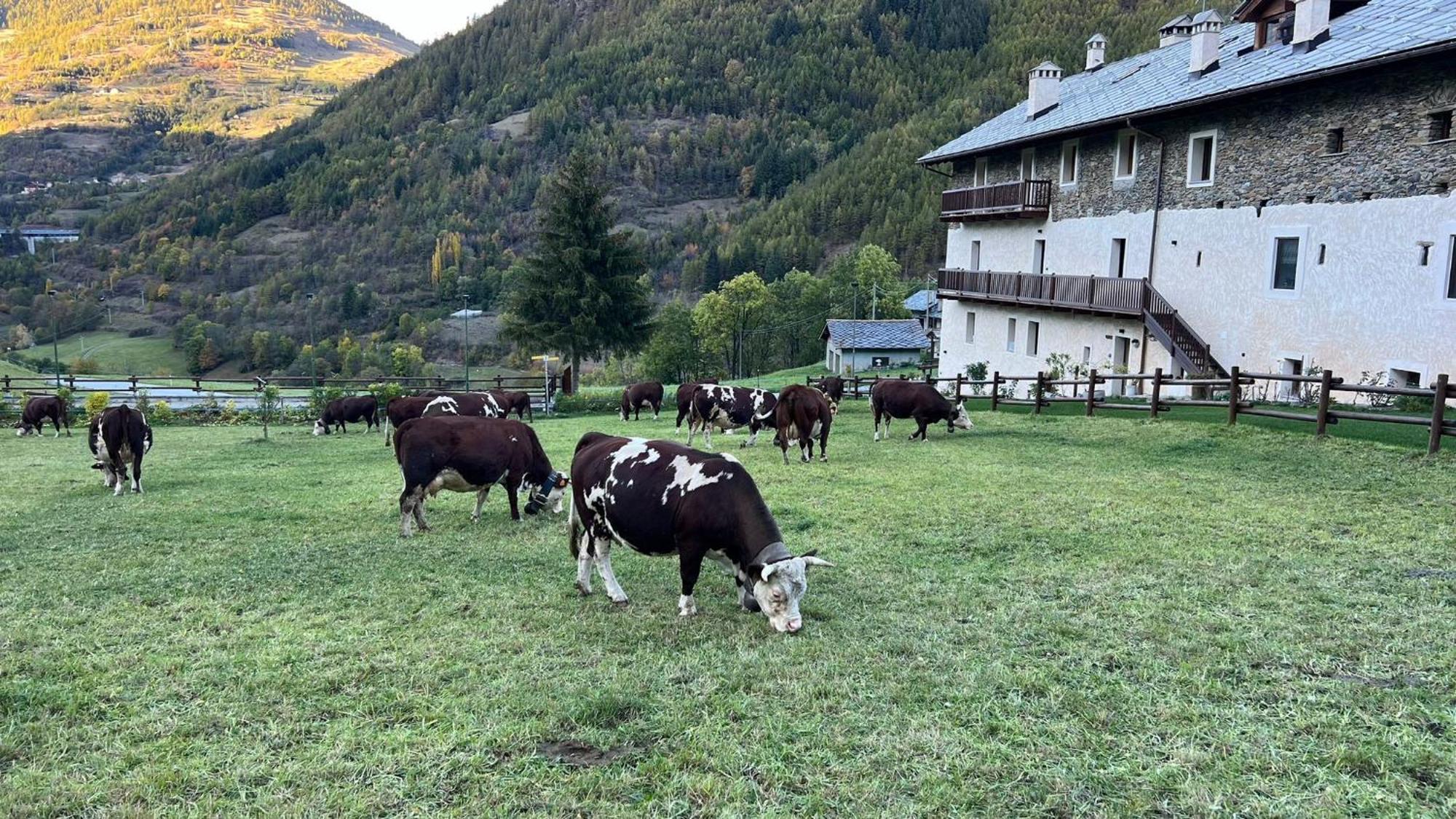 Maison Marcoz - Appartamenti Vacanze Etroubles Eksteriør billede